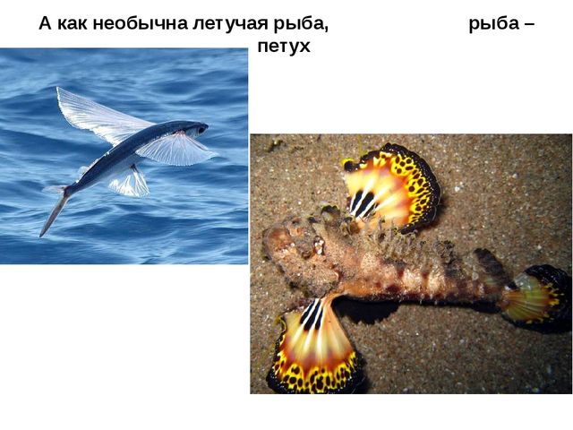 Презентация "Подводный мир рыб"