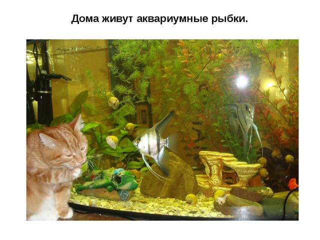 Презентация "Подводный мир рыб"