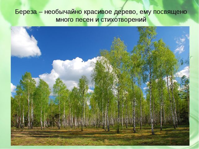 Презентация по ознакомлению детей с природой