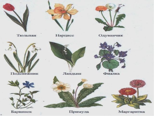 Презентация к занятию по окружающему миру в средней группе на тему "Цветы. Строение. Луговые, лесные и садовые цветы"