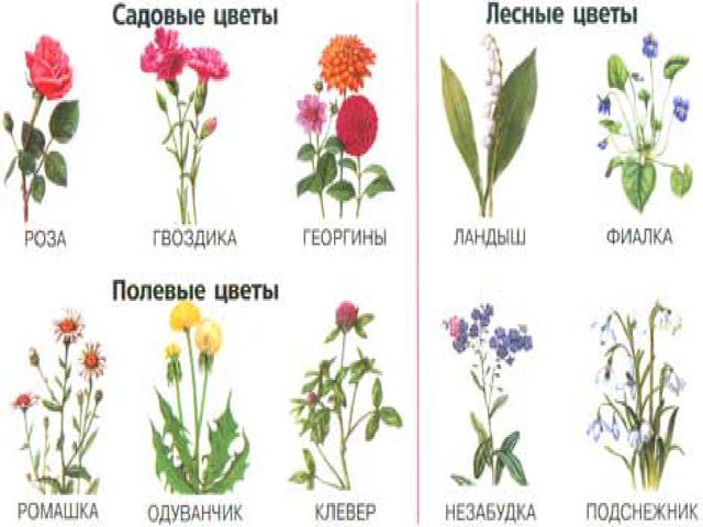 Презентация к занятию по окружающему миру в средней группе на тему "Цветы. Строение. Луговые, лесные и садовые цветы"