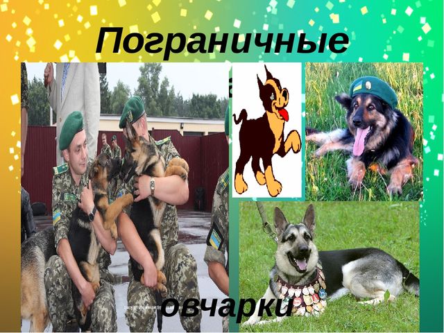 Презентация по окружающему миру в старшей группе "Какие бывают собаки?"