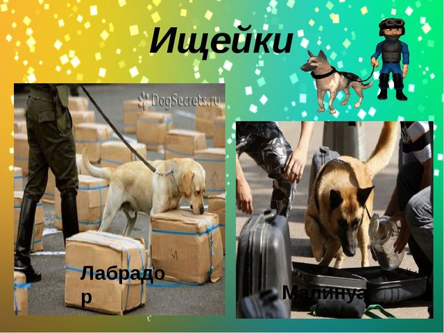 Презентация по окружающему миру в старшей группе "Какие бывают собаки?"