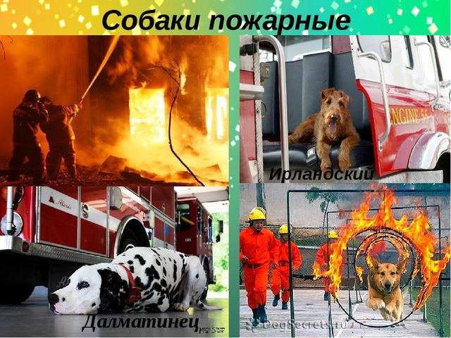 Презентация по окружающему миру в старшей группе "Какие бывают собаки?"