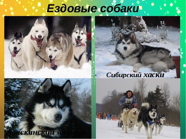 Презентация по окружающему миру в старшей группе "Какие бывают собаки?"
