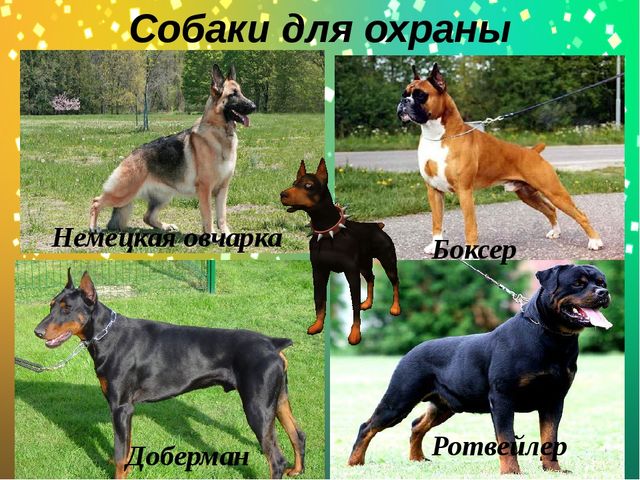 Презентация по окружающему миру в старшей группе "Какие бывают собаки?"