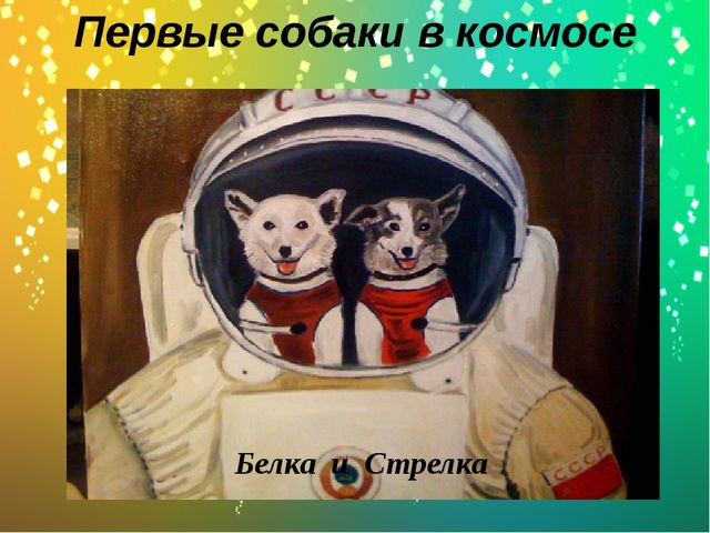 Презентация по окружающему миру в старшей группе "Какие бывают собаки?"