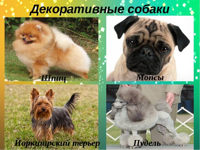 Презентация по окружающему миру в старшей группе "Какие бывают собаки?"