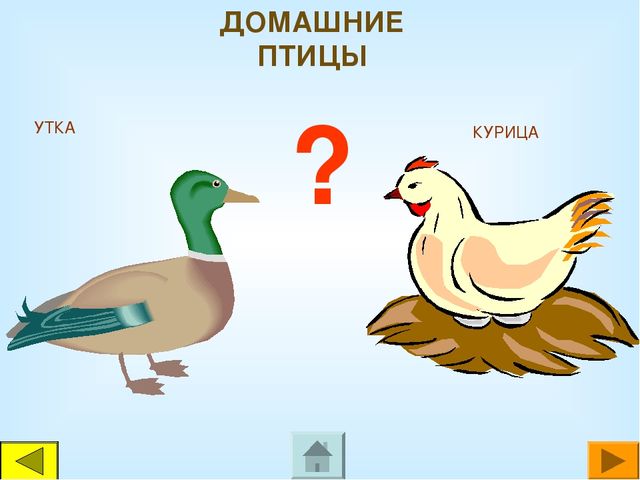 Презентация для дошкольников "Чей это голос?"