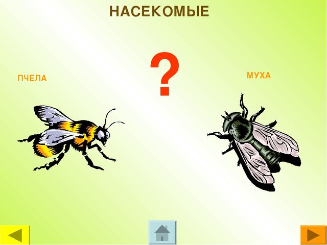 Презентация для дошкольников "Чей это голос?"