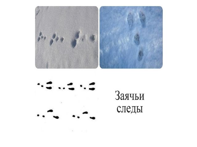Презентация на тему "Как зимуют животные" (2 млад.группа)