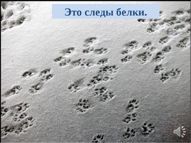 Презентация в образовательной области "Познавательное развитие" старший дошкольный возраст