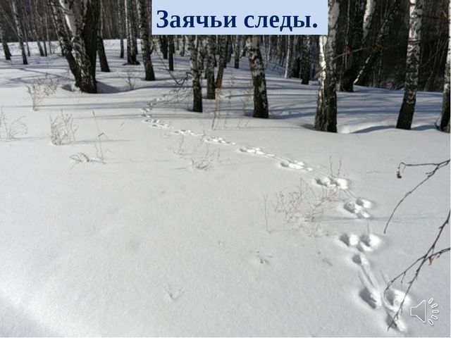 Презентация в образовательной области "Познавательное развитие" старший дошкольный возраст