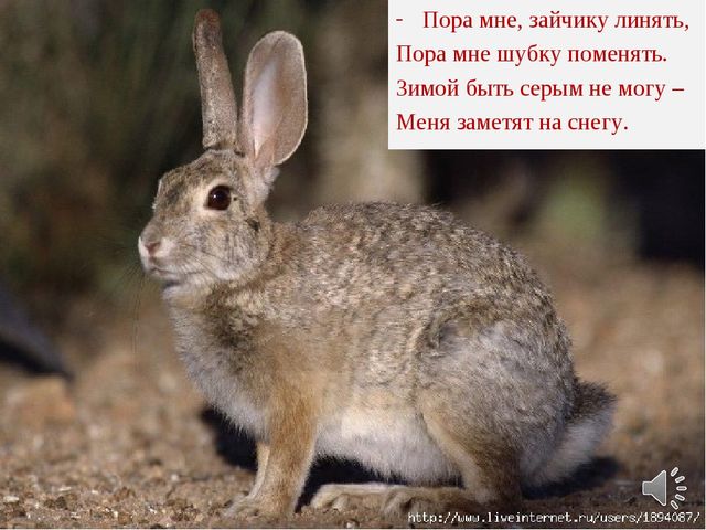 Презентация в образовательной области "Познавательное развитие"