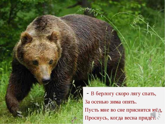 Презентация в образовательной области "Познавательное развитие"