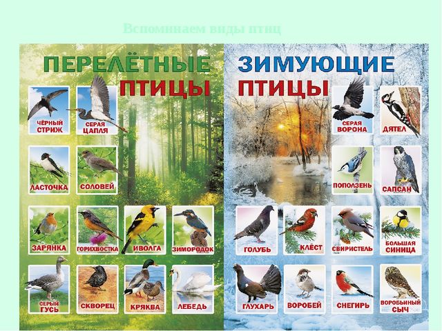 Презентация на тему" Перелетные и зимующие птицы РФ".