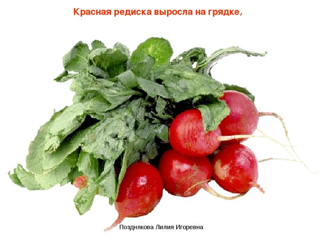 Презентация по ИЗО деятельности «Учим цвета» для детей младших групп