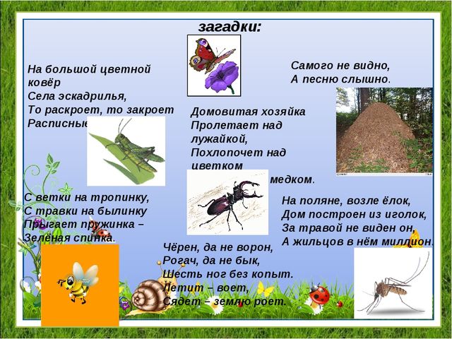 Проект "Удивительный мир насекомых" для детей средней группы