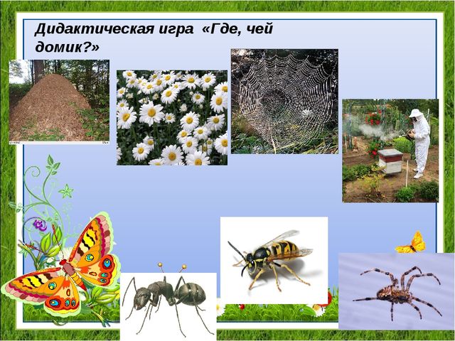 Проект "Удивительный мир насекомых" для детей средней группы
