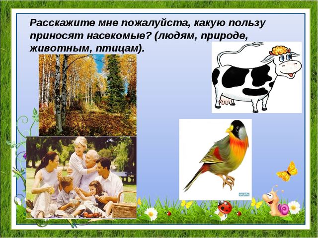 Проект "Удивительный мир насекомых" для детей средней группы