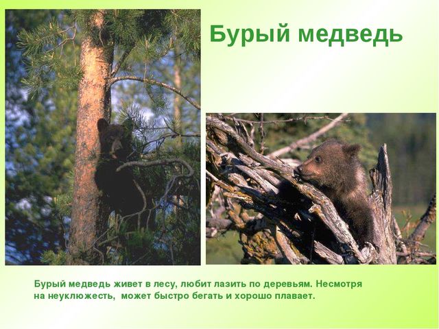 Презентация " Дикие животные "