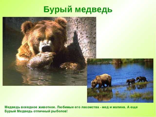 Презентация " Дикие животные "