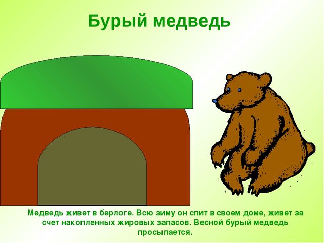 Презентация " Дикие животные "