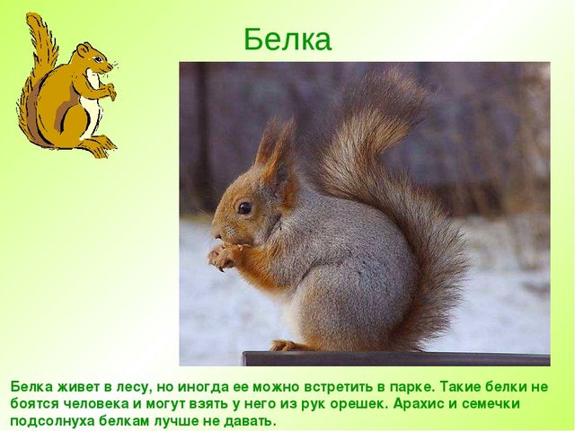 Презентация " Дикие животные "