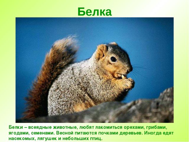Презентация " Дикие животные "