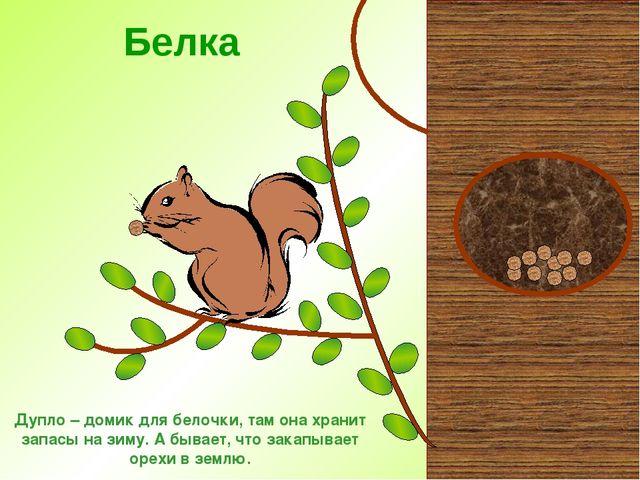 Презентация " Дикие животные "