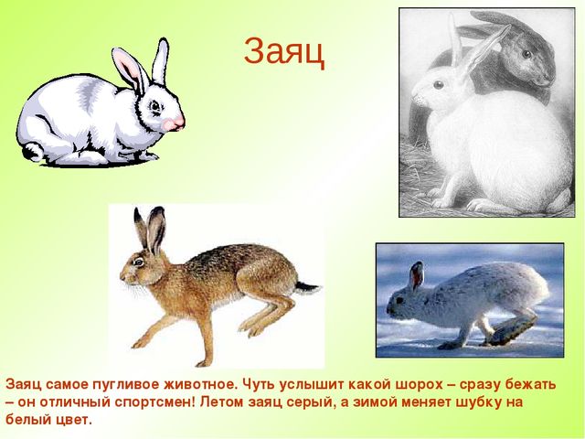 Презентация " Дикие животные "
