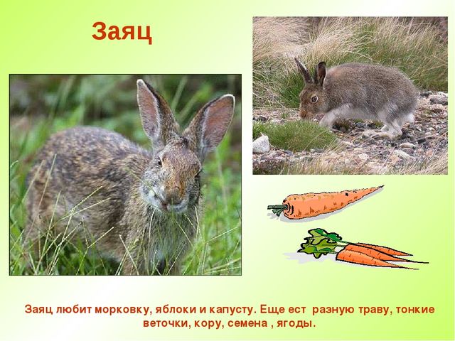 Презентация " Дикие животные "