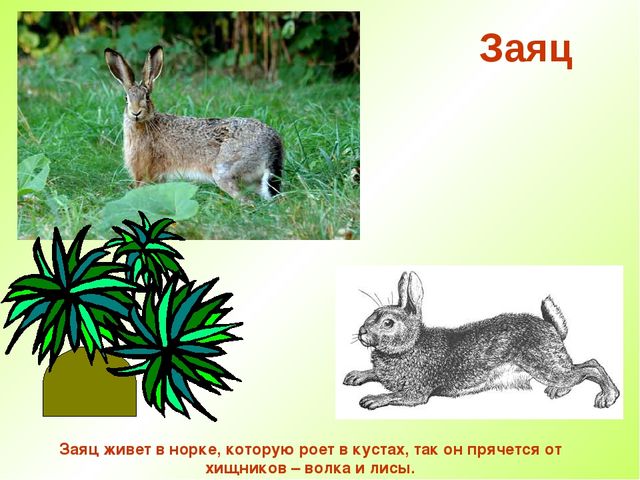 Презентация " Дикие животные "