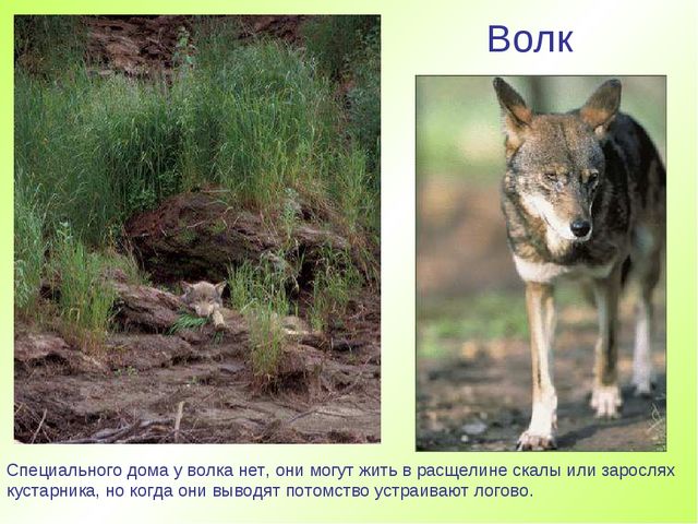 Презентация " Дикие животные "
