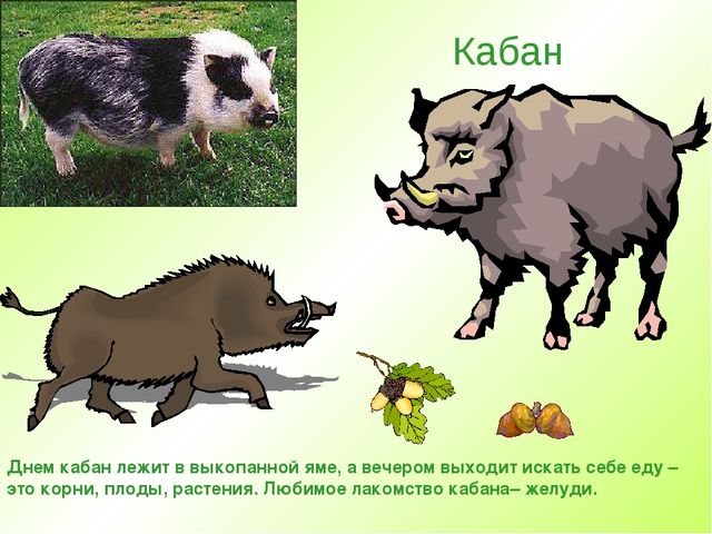 Презентация " Дикие животные "