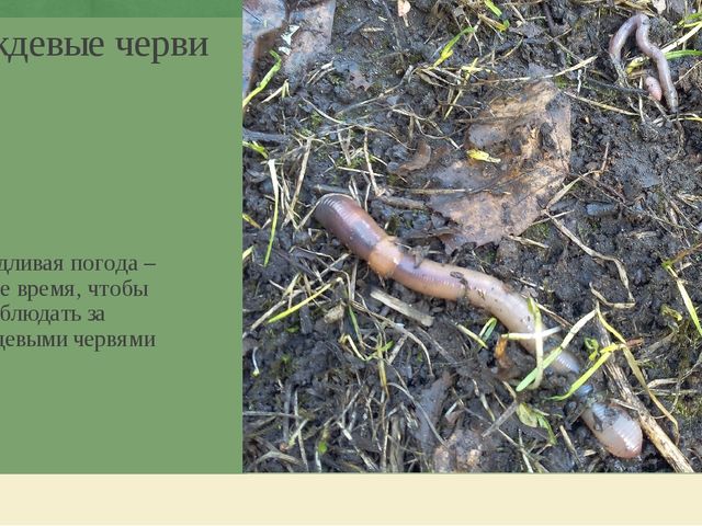 Презентация по экологическому воспитанию дошкольников "Этот загадочный червяк"