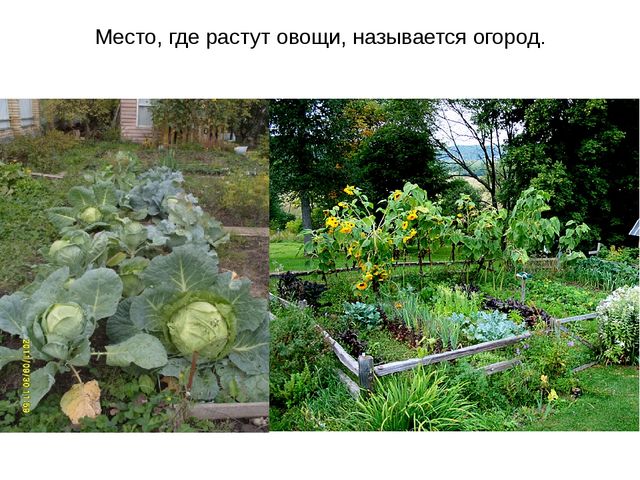 Презентация: Дополнительный материал к логопедическому занятию в старшей группе ДОУ " Синьор помидор"