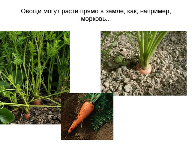 Презентация: Дополнительный материал к логопедическому занятию в старшей группе ДОУ " Синьор помидор"