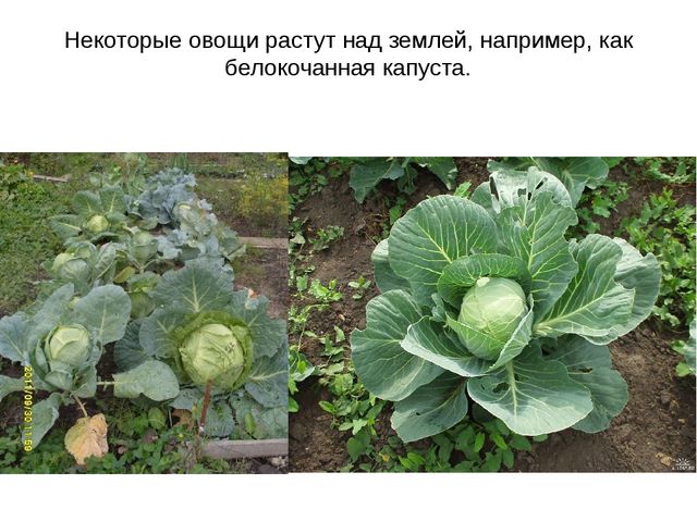 Презентация: Дополнительный материал к логопедическому занятию в старшей группе ДОУ " Синьор помидор"