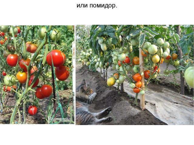 Презентация: Дополнительный материал к логопедическому занятию в старшей группе ДОУ " Синьор помидор"