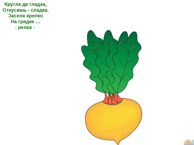ПРЕЗЕНТАЦИЯ К ООД ДЛЯ ДЕТЕЙ СРЕДНЕЙ ГРУППЫ "ЗАИНЬКА-ОГОРОДНИК"