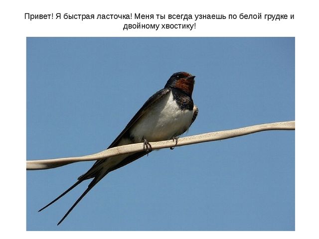 Презентация "Перелетные птицы весной"