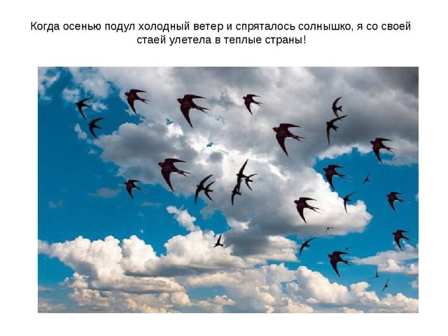 Презентация "Перелетные птицы весной"