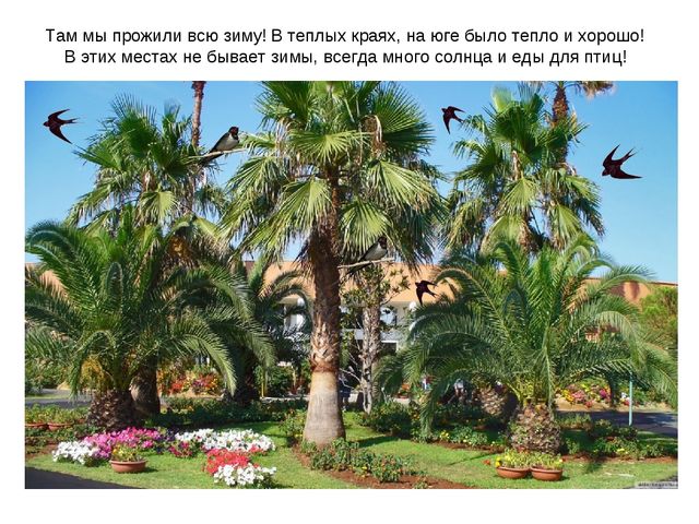 Презентация "Перелетные птицы весной"
