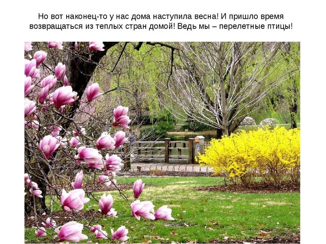 Презентация "Перелетные птицы весной"