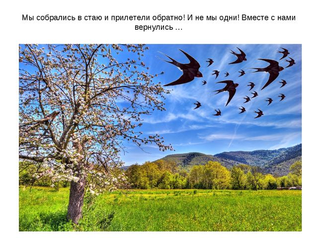 Презентация "Перелетные птицы весной"