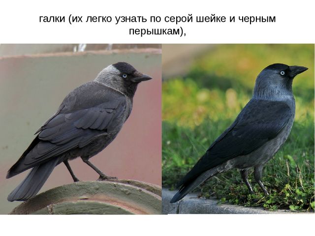 Презентация "Перелетные птицы весной"