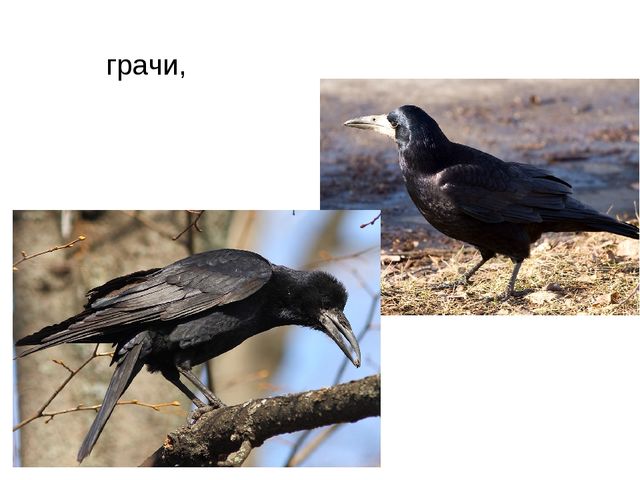 Презентация "Перелетные птицы весной"