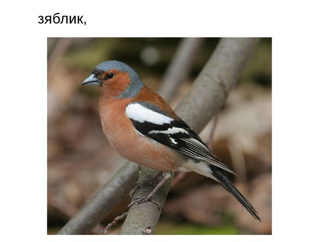 Презентация "Перелетные птицы весной"