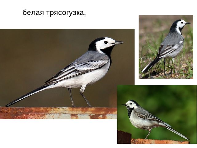 Презентация "Перелетные птицы весной"